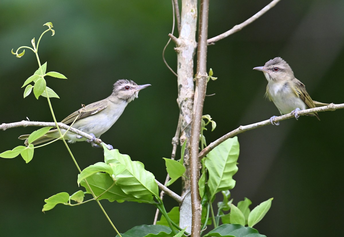 Black-whiskered Vireo - ML637593905