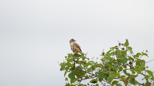 Cisticole des joncs - ML637593907