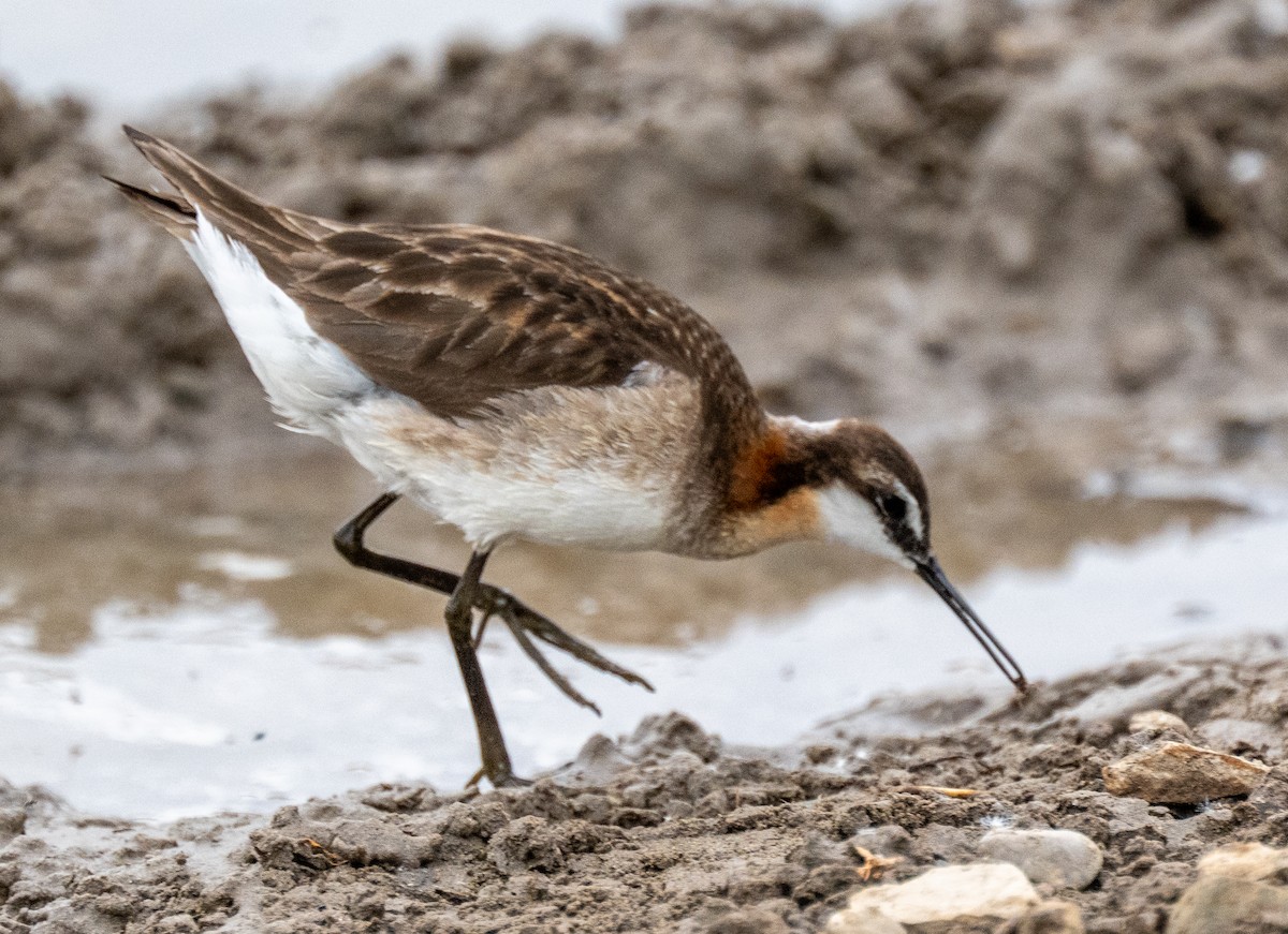 Wilson's Phalarope - ML637593914