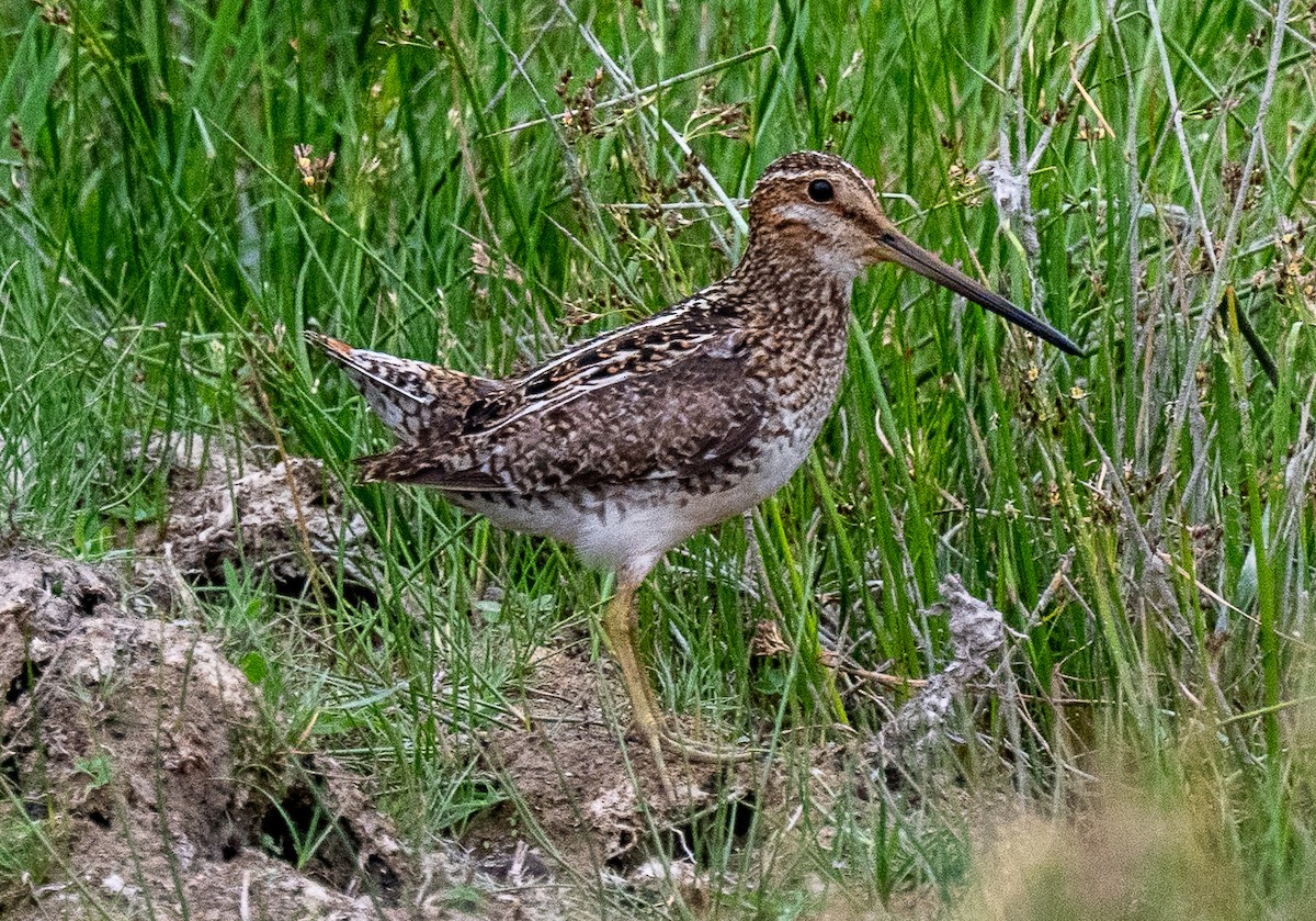 Wilson's Snipe - ML637593923