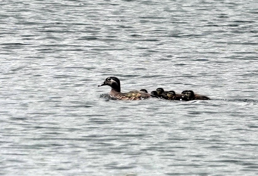 Wood Duck - ML637593930