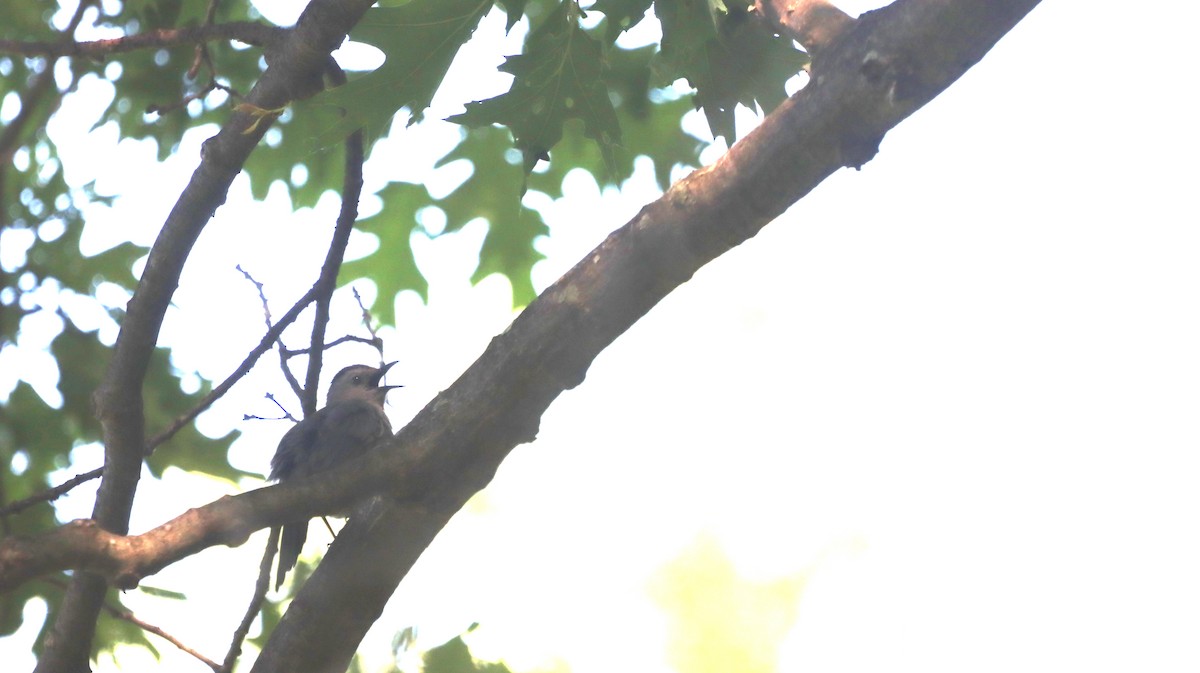 Gray Catbird - ML637593935