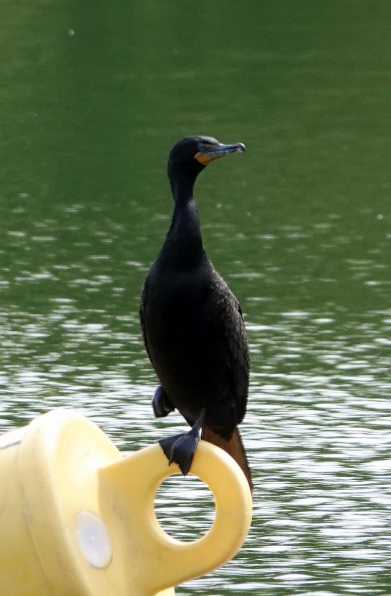 Double-crested Cormorant - ML637593978