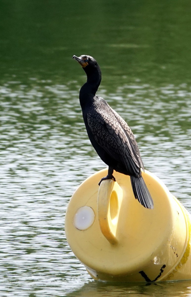 Double-crested Cormorant - ML637593979
