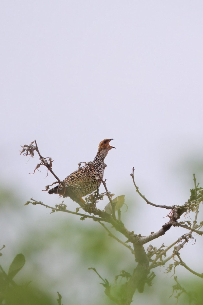 Painted Francolin - ML637593982