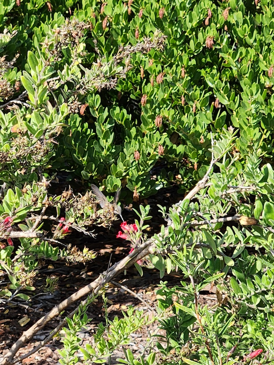 Anna's Hummingbird - ML637593993