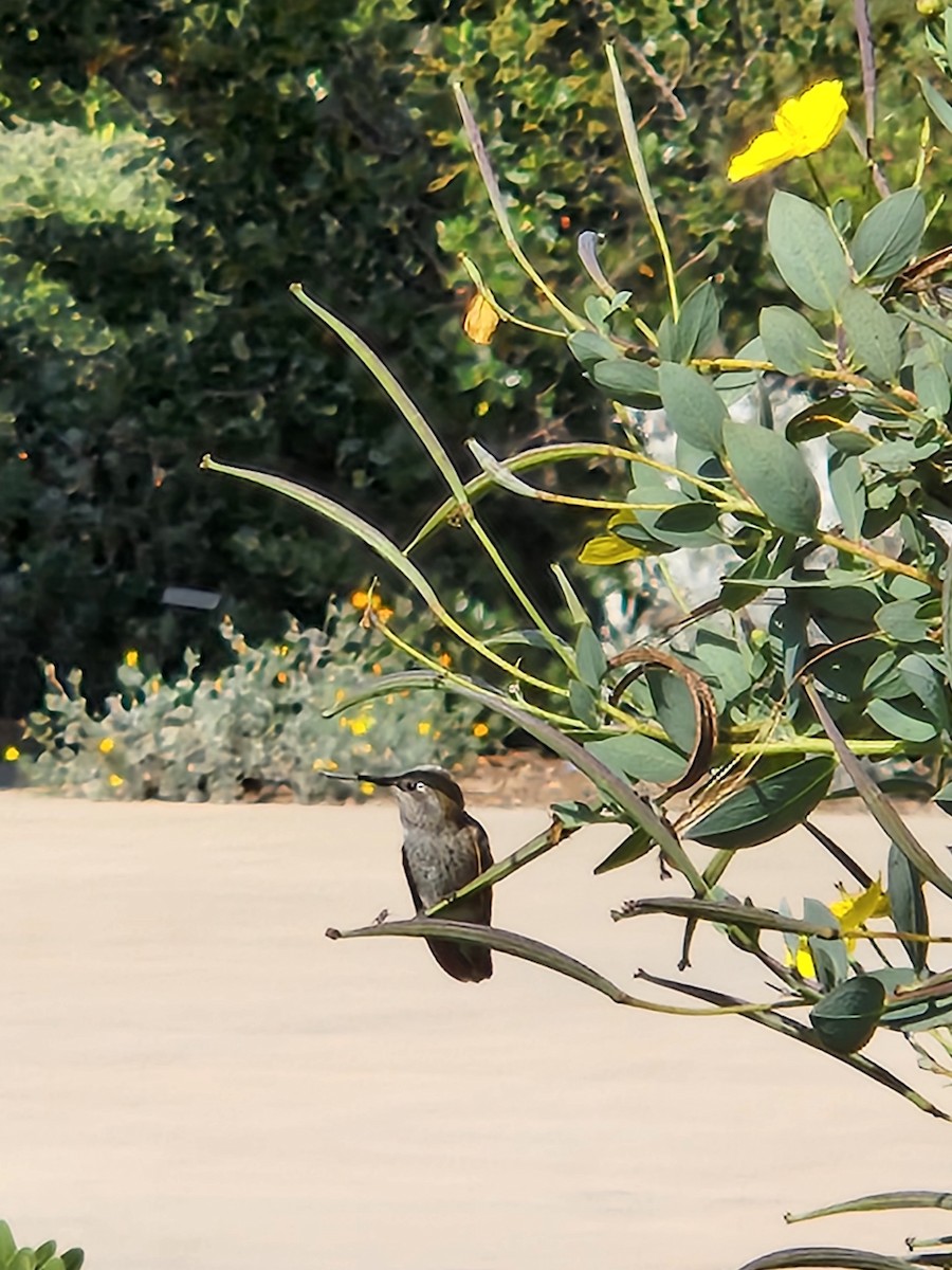 Anna's Hummingbird - ML637593995