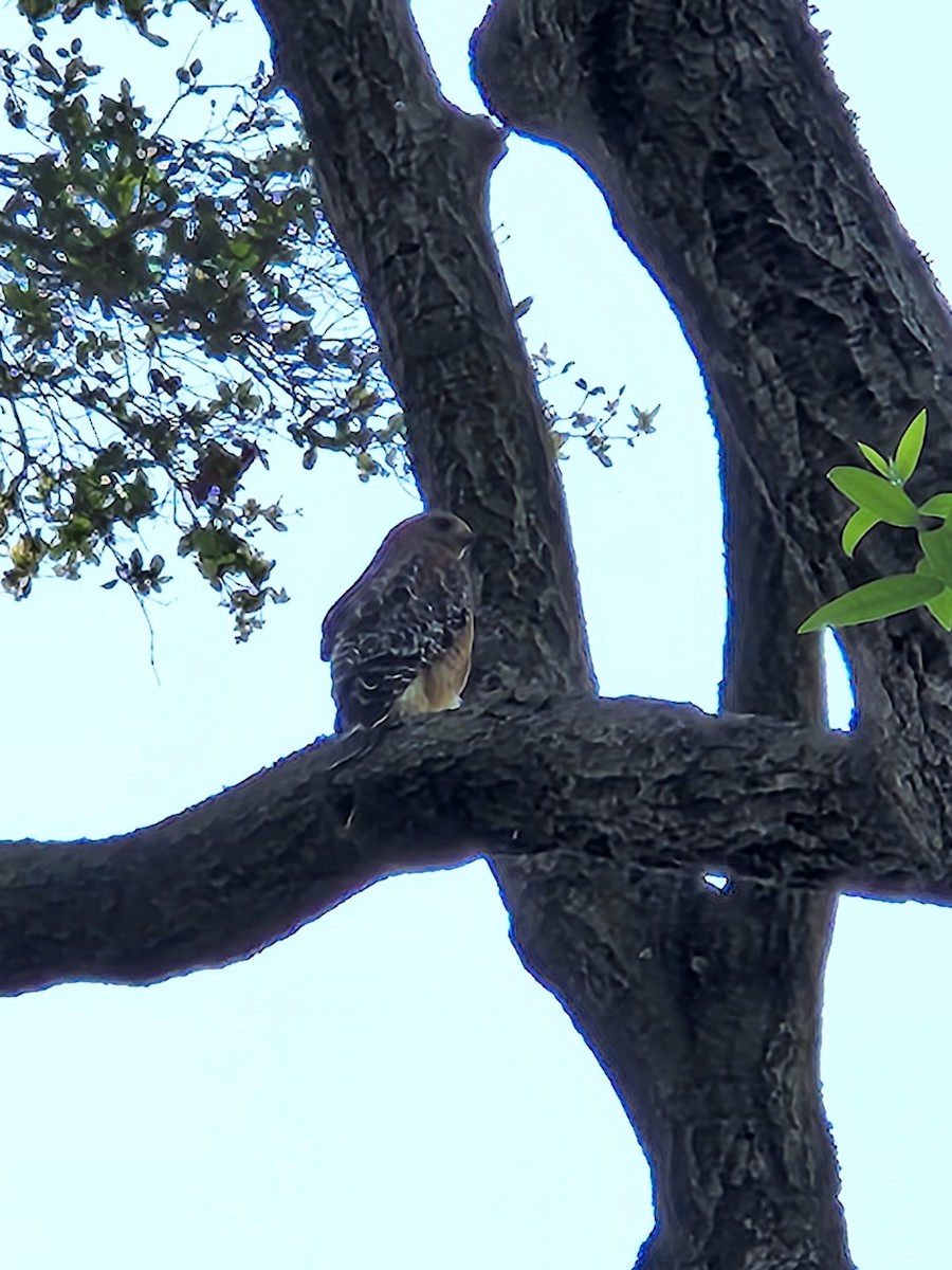 Red-shouldered Hawk - ML637593997