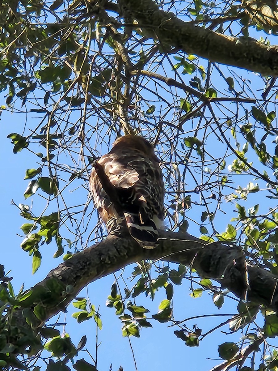 Red-shouldered Hawk - ML637593998