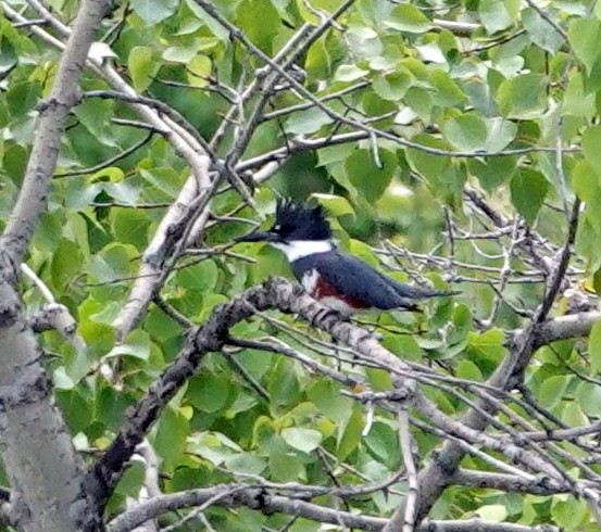 Belted Kingfisher - ML637594007
