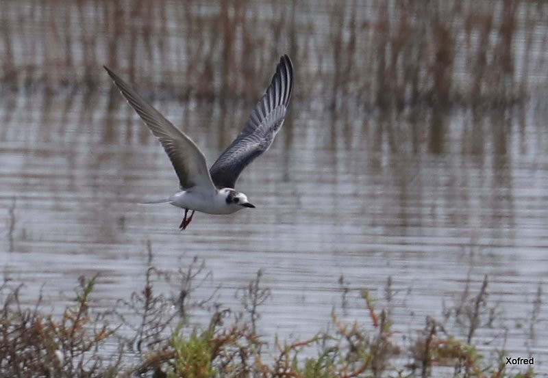 White-winged Tern - ML637594008