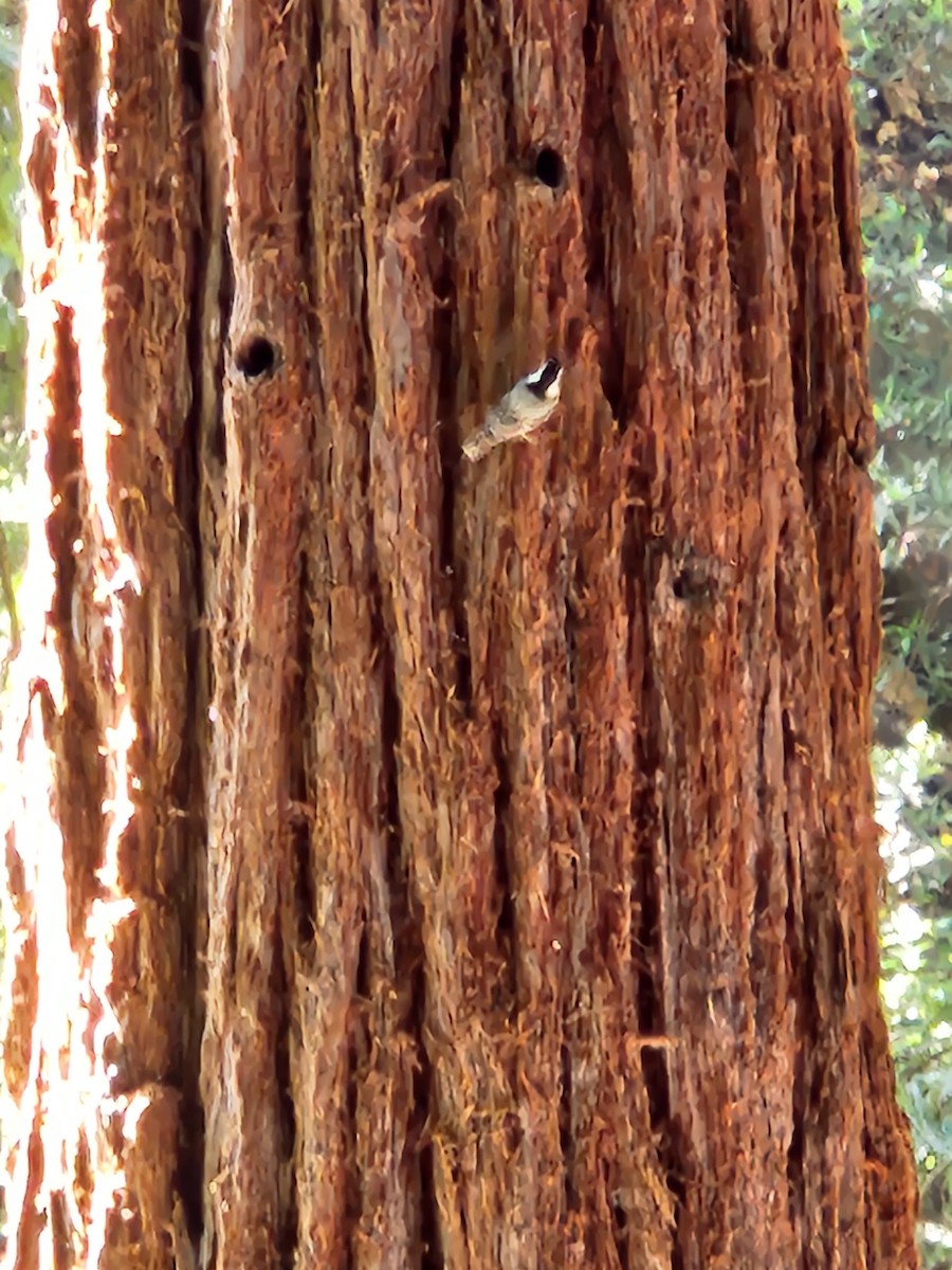 White-breasted Nuthatch - ML637594009