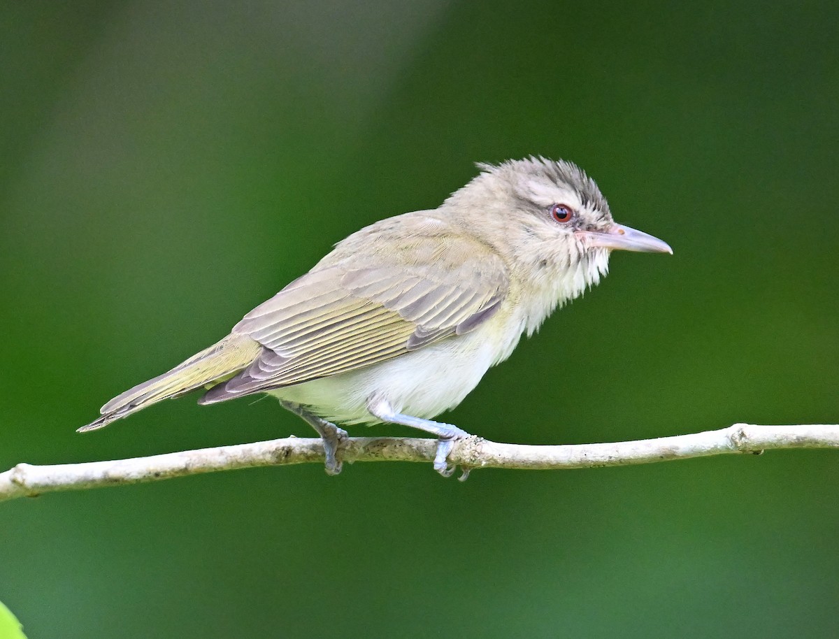 Black-whiskered Vireo - ML637594010