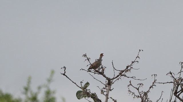 Painted Francolin - ML637594014