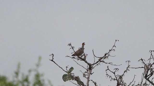 Painted Francolin - ML637594015