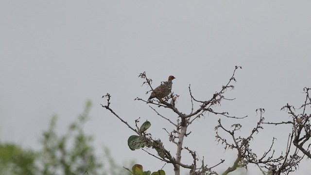 Painted Francolin - ML637594017