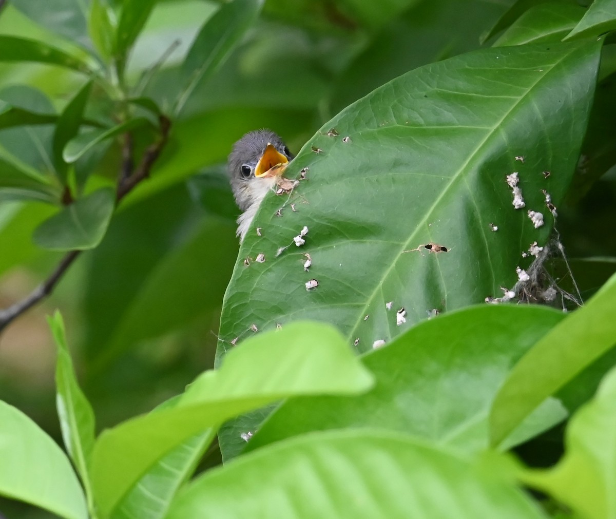 Ashy Tailorbird - ML637594022