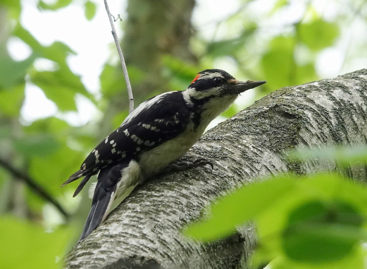 Hairy Woodpecker - ML637594029
