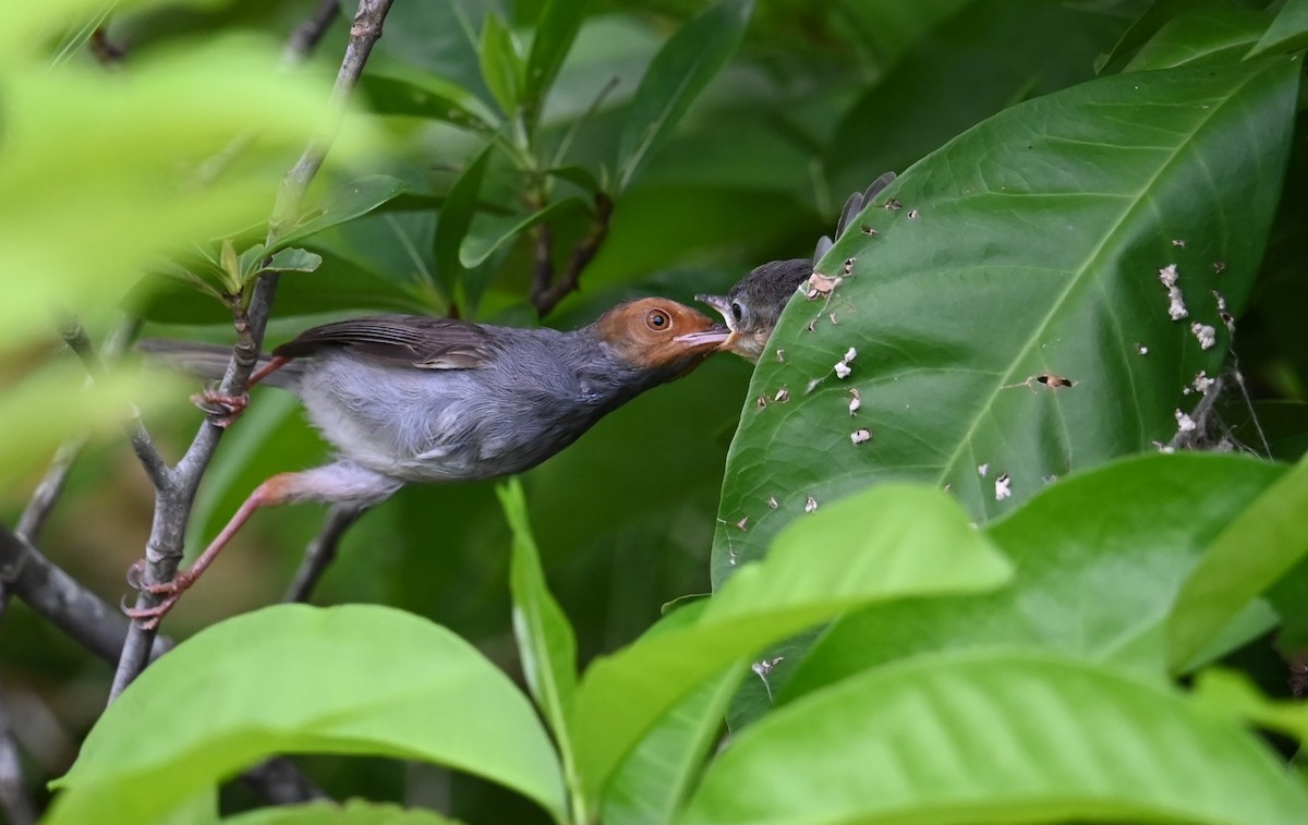 Ashy Tailorbird - ML637594039