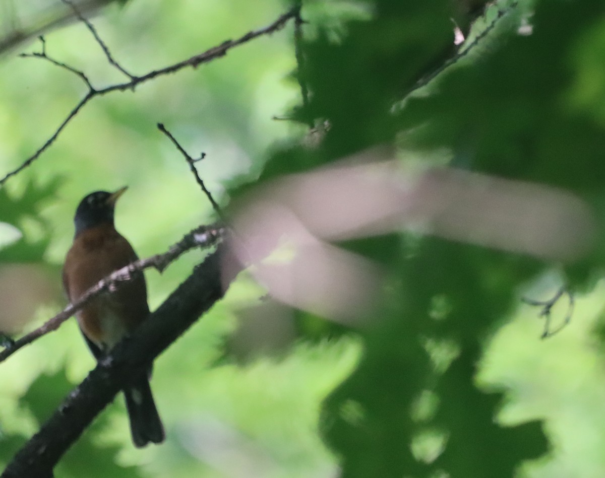 American Robin - ML637594042