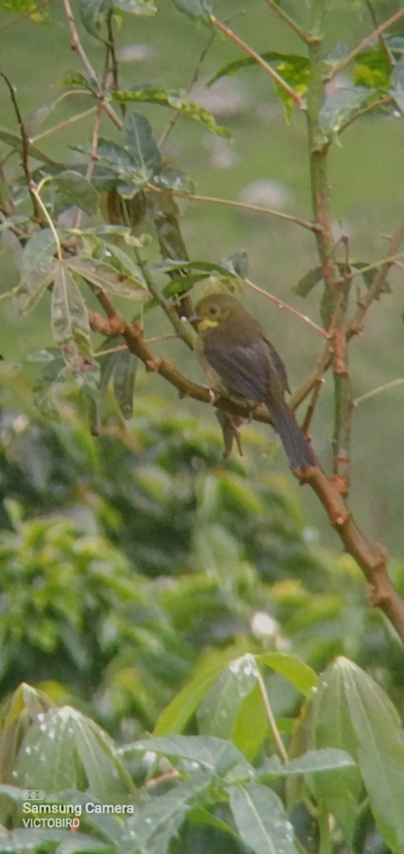 Yellow-headed Brushfinch - ML637594054