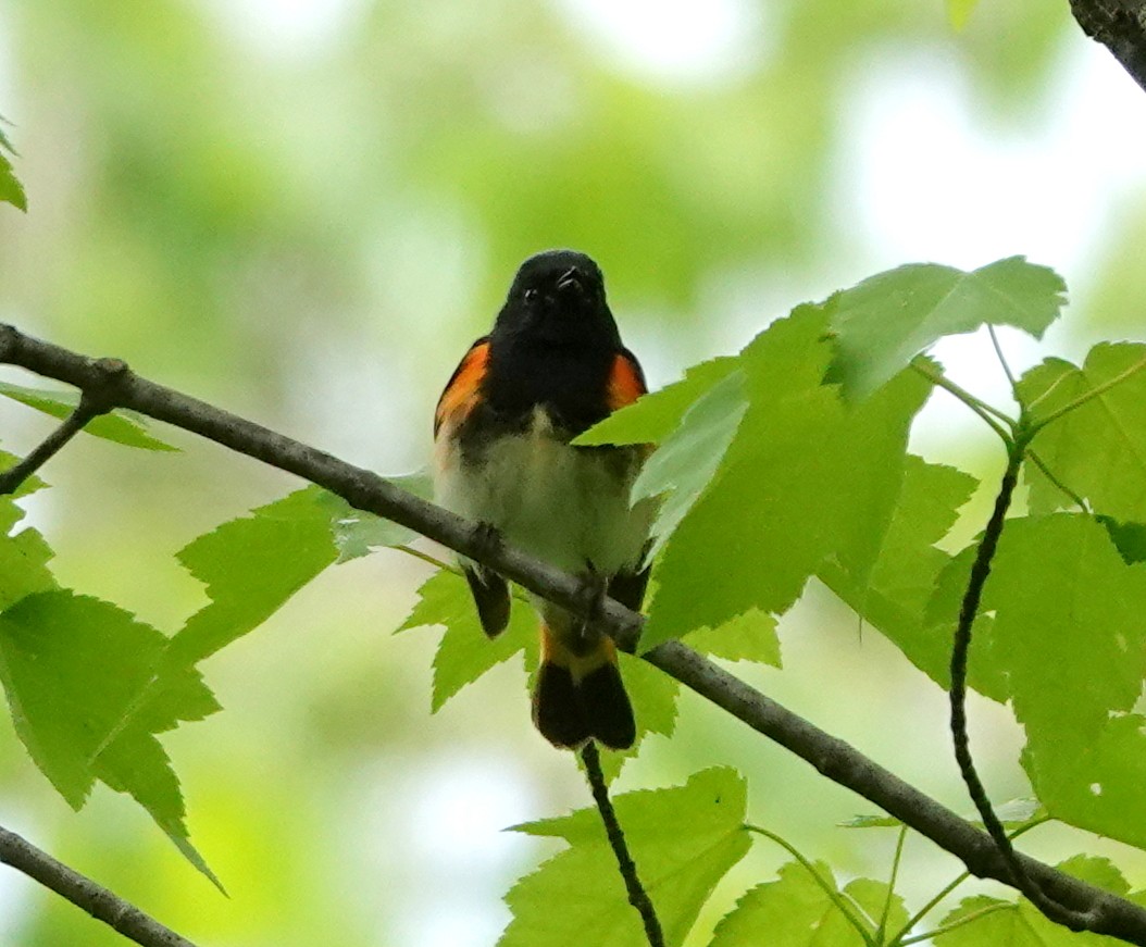 American Redstart - ML637594056