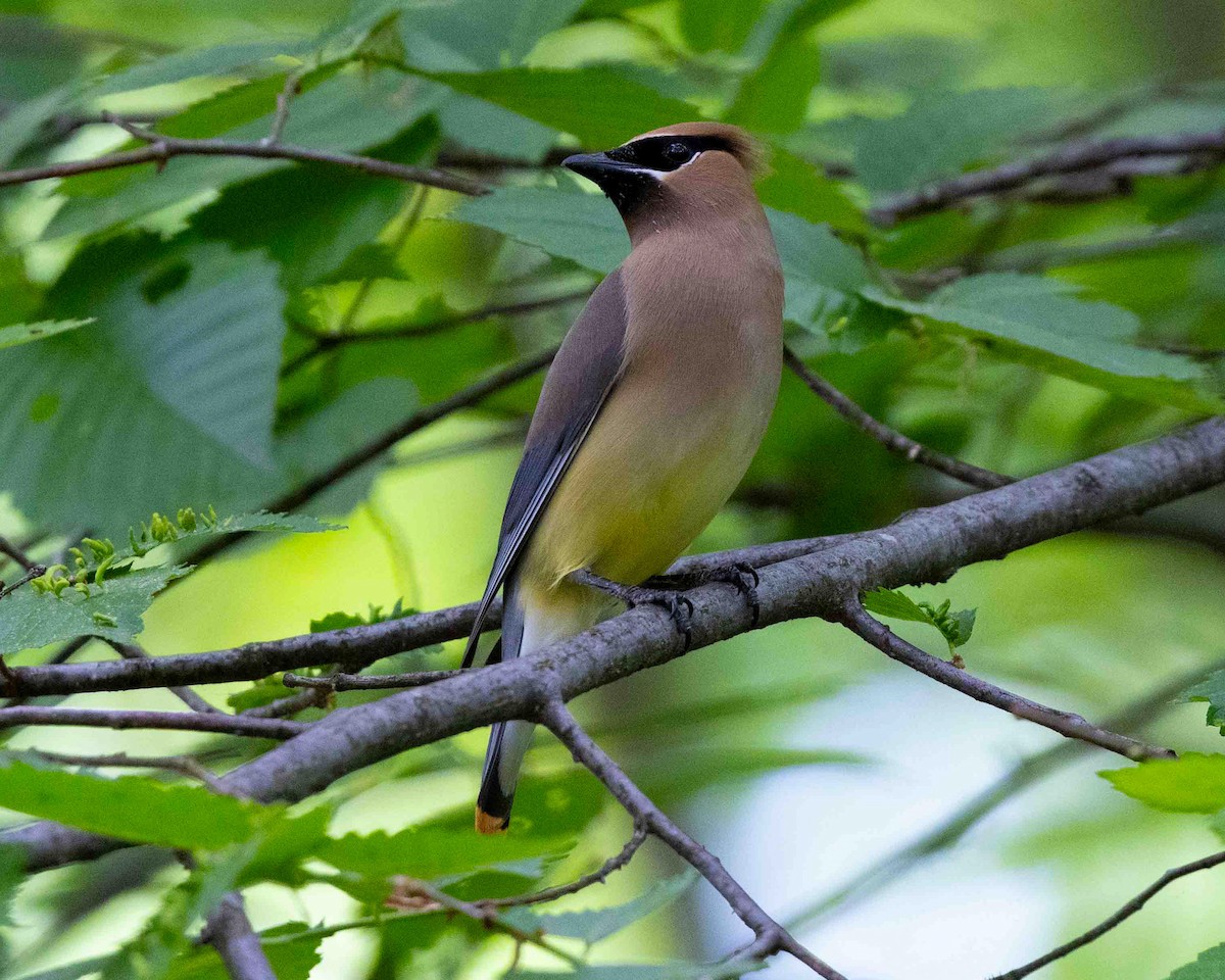 Cedar Waxwing - ML637594109