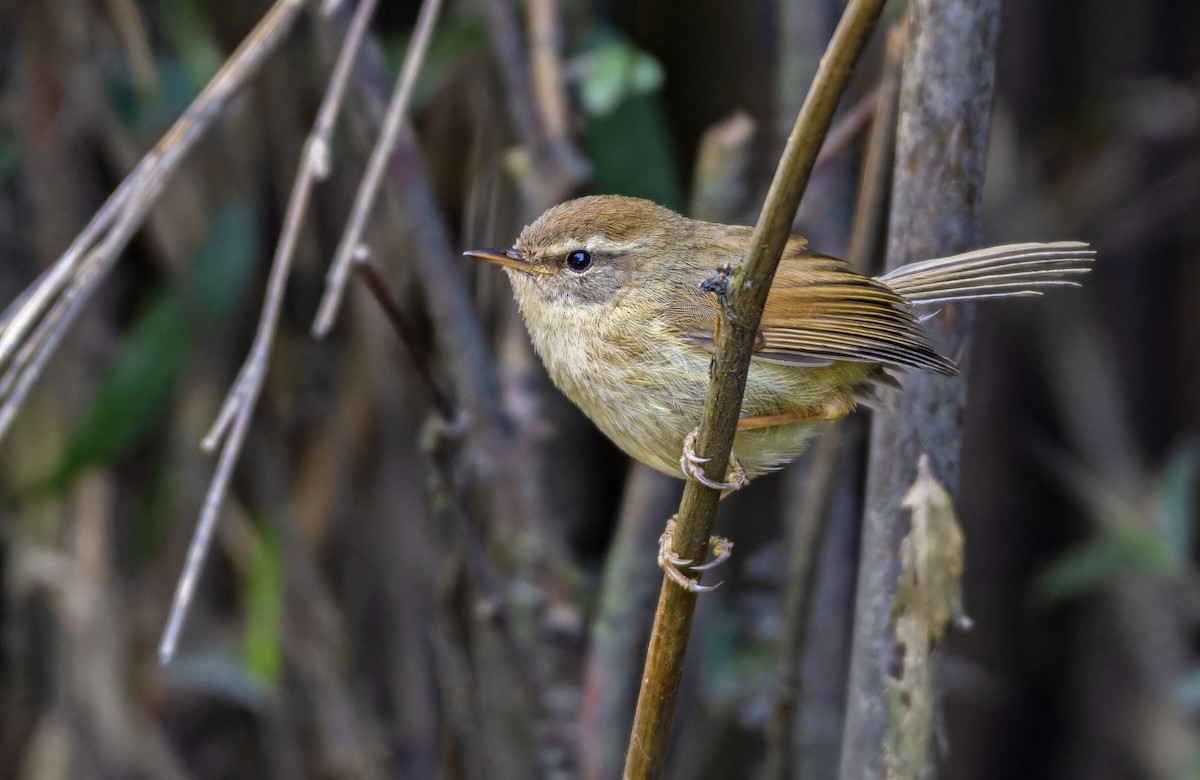 Hume's Bush Warbler - ML637594137
