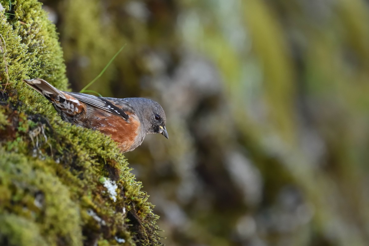 Тагийн хайруулдай - ML637594154