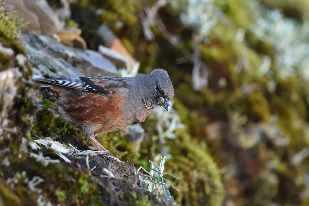 Тагийн хайруулдай - ML637594155