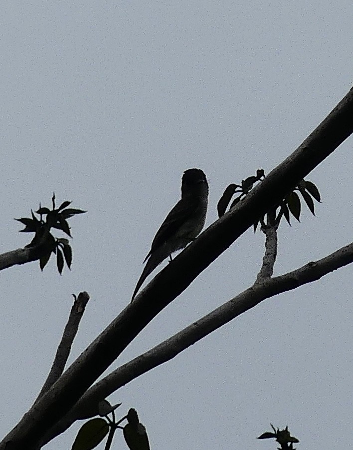 Nutting's Flycatcher - ML637594188