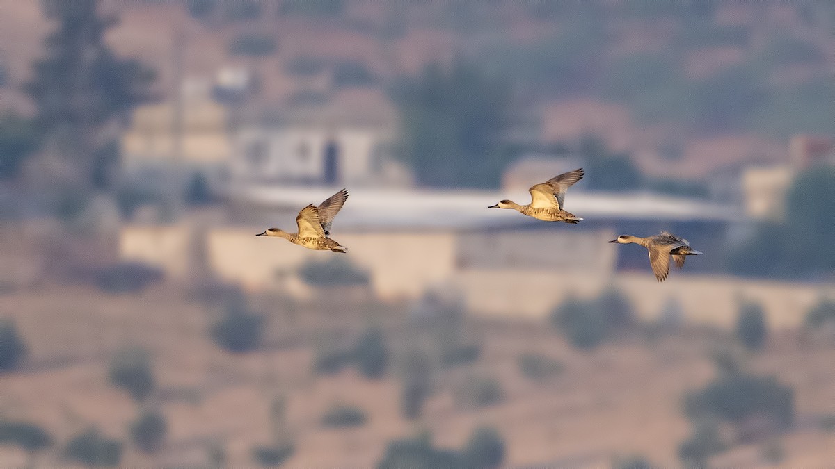 Marbled Duck - ML637594236