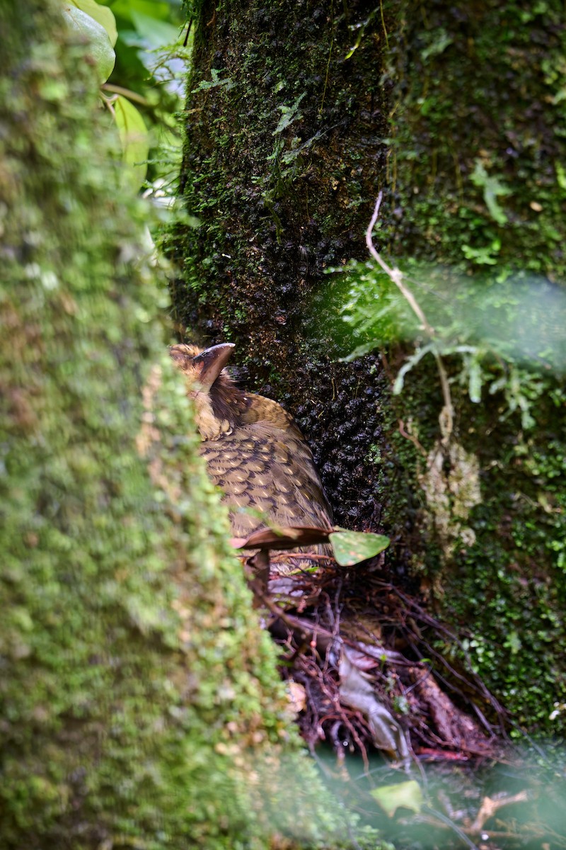 Variegated Antpitta - ML637594246