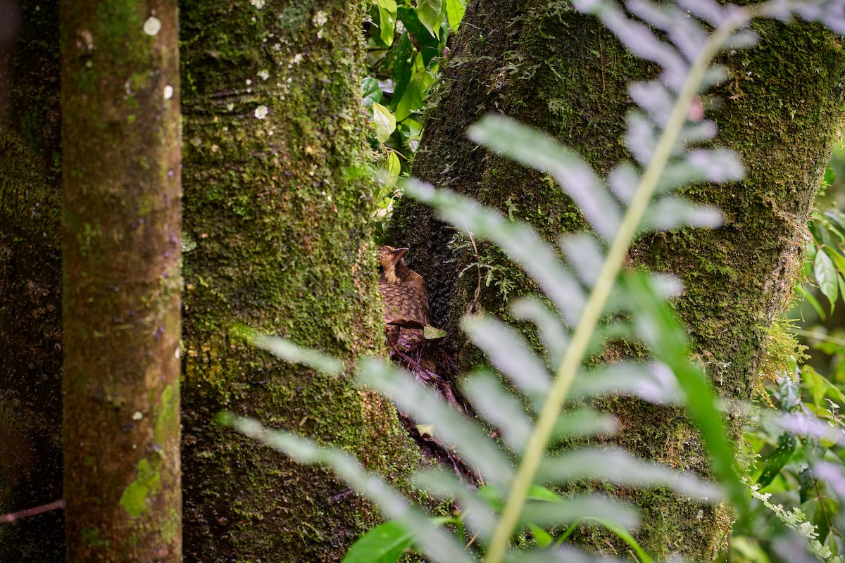 Variegated Antpitta - ML637594248