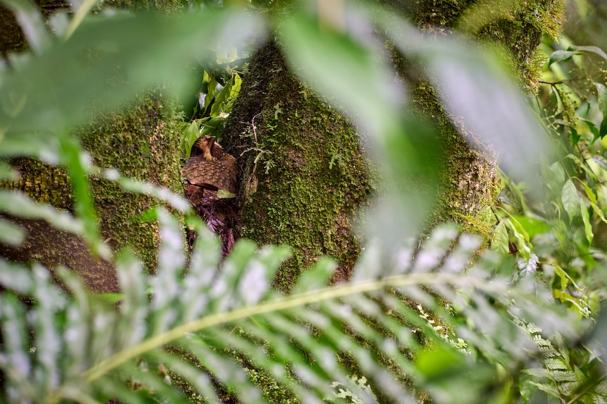 Variegated Antpitta - ML637594250