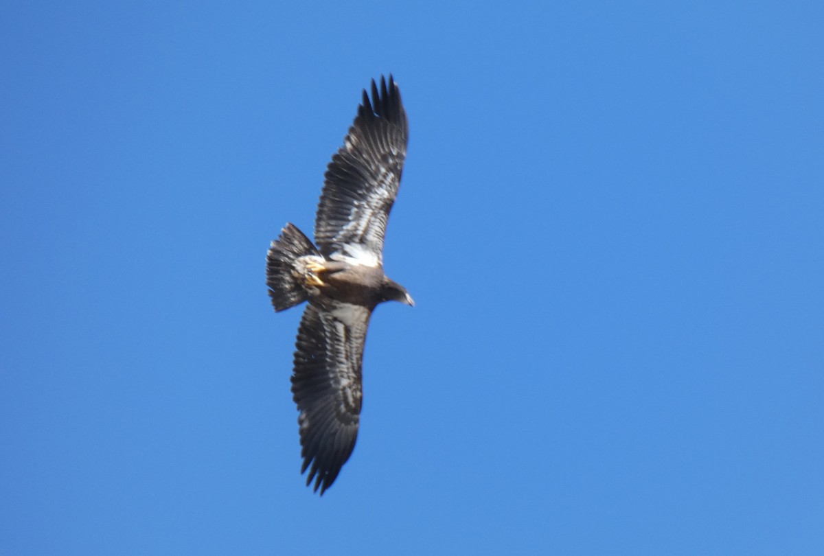 Bald Eagle - ML637594255