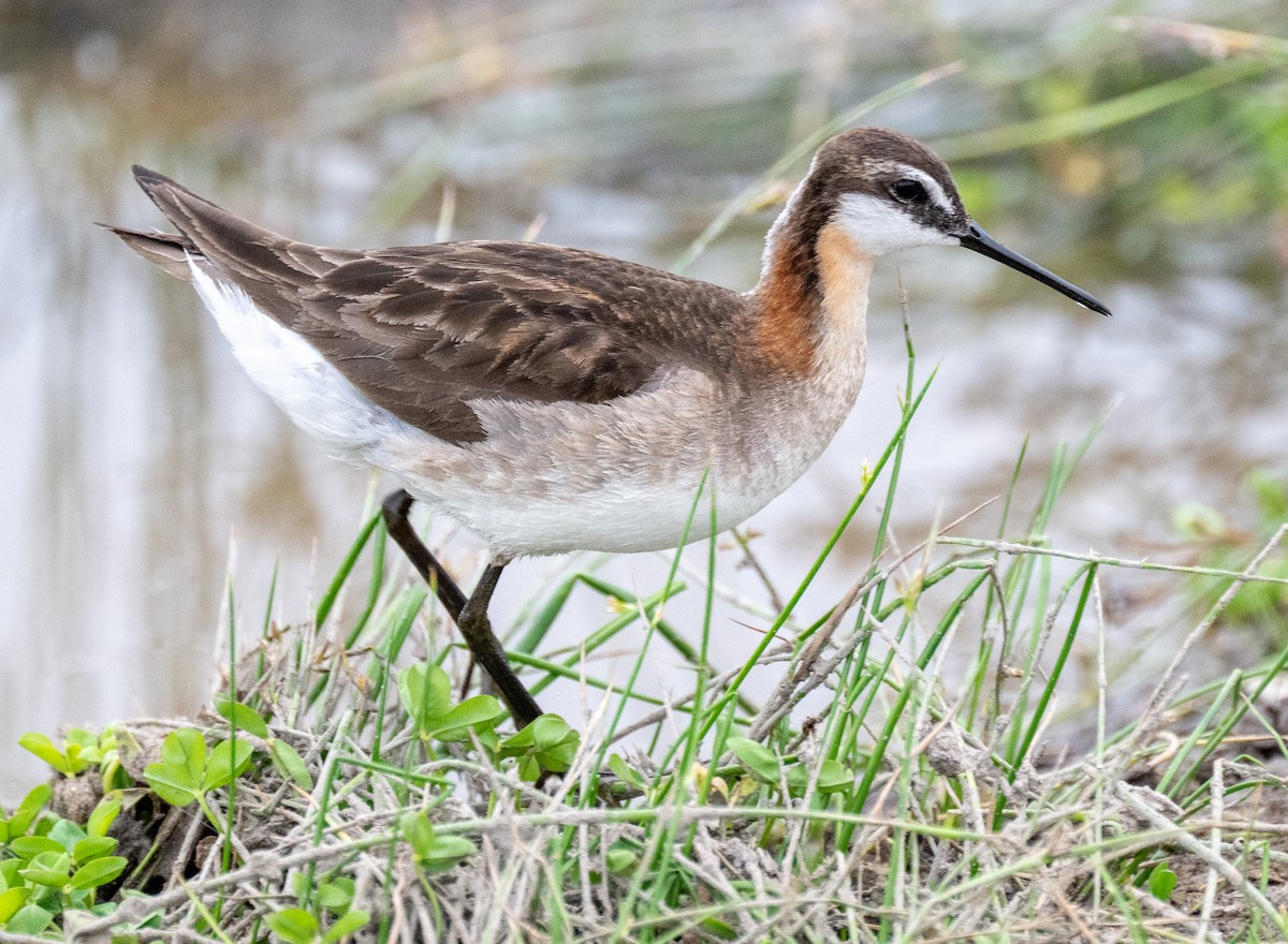 Wilson's Phalarope - ML637594310