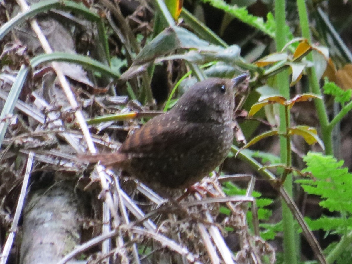 Spotted Elachura - ML637594343
