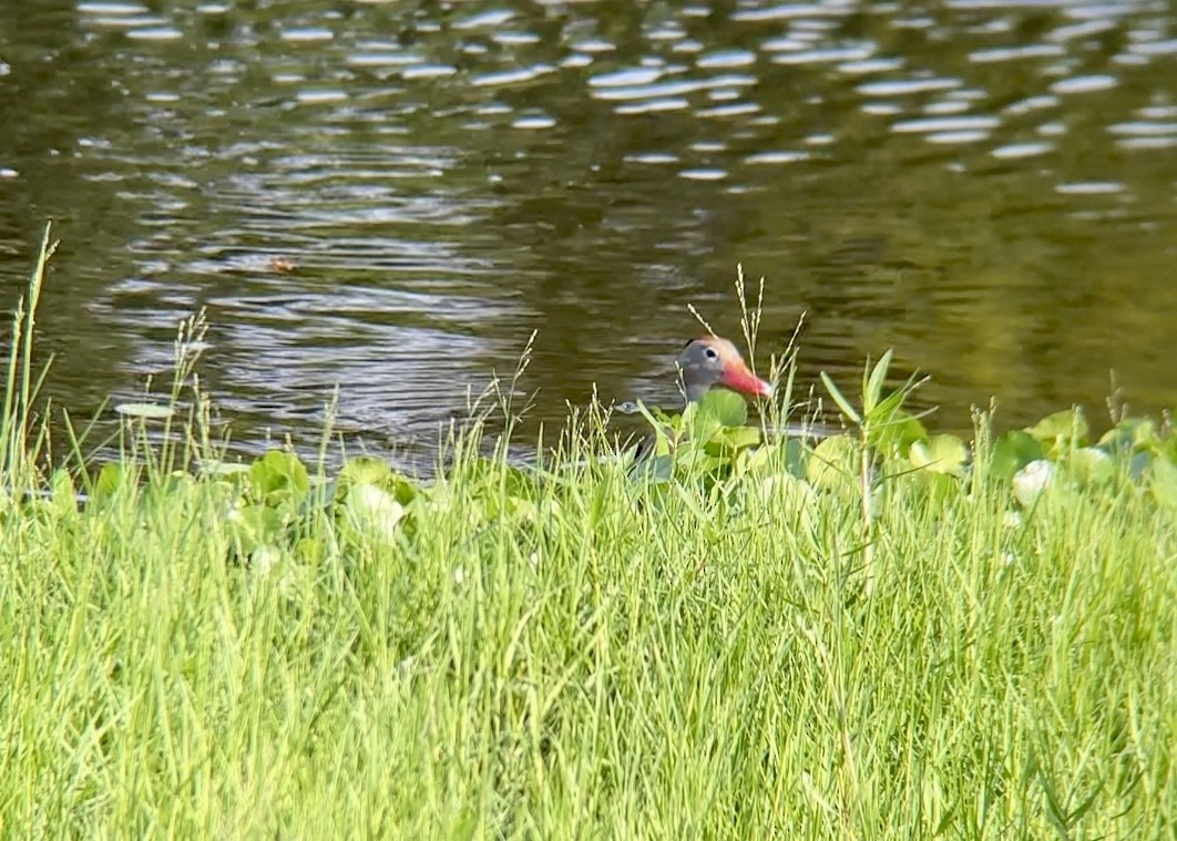 Black-bellied Whistling-Duck - ML637594362