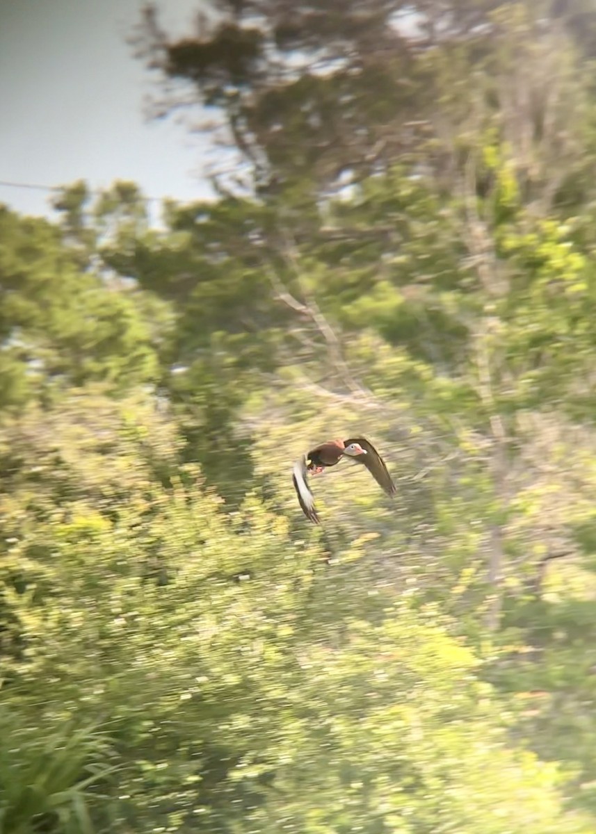 Black-bellied Whistling-Duck - ML637594363