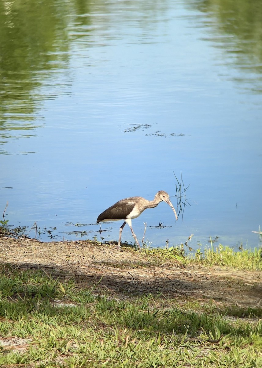 White Ibis - ML637594383