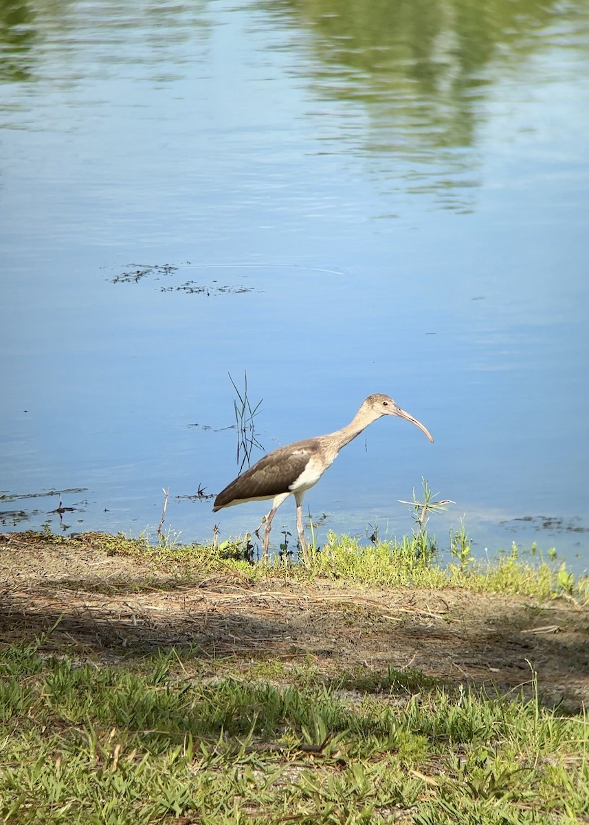 White Ibis - ML637594384