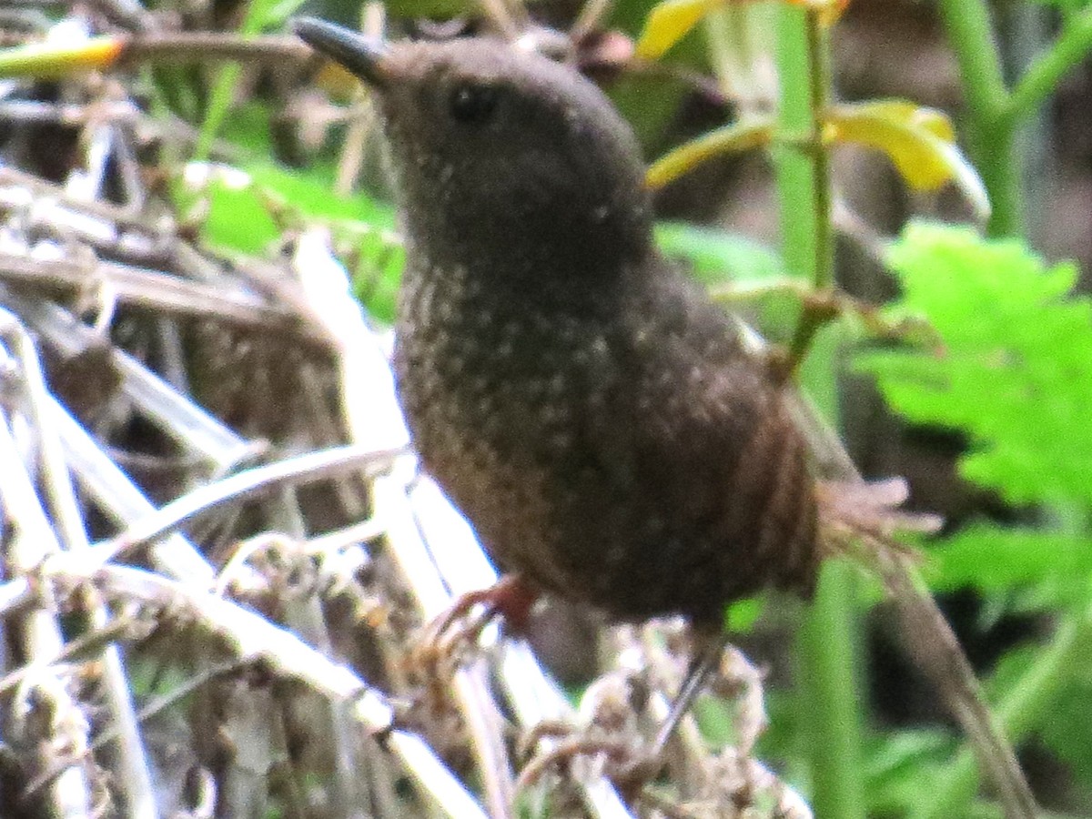 Spotted Elachura - ML637594386