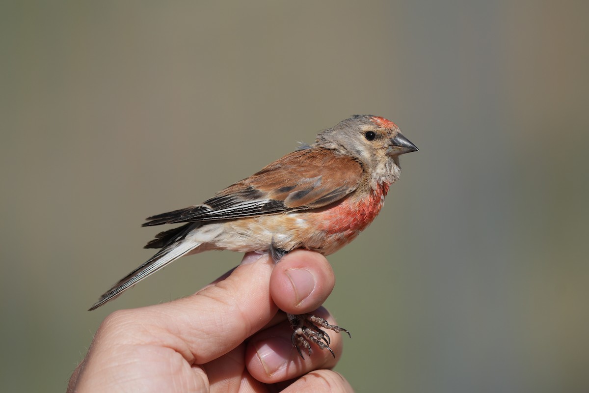 Eurasian Linnet - ML637594390
