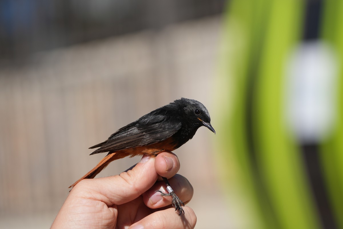 Black Redstart - ML637594404