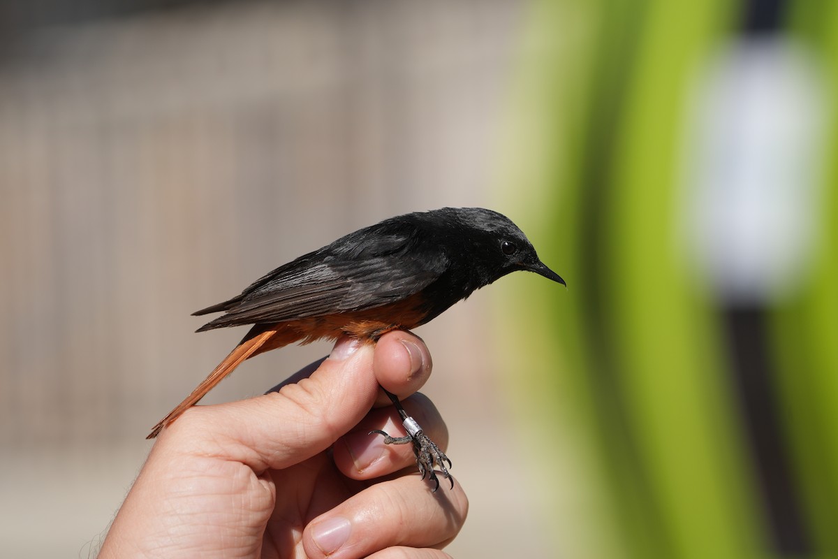 Black Redstart - ML637594405