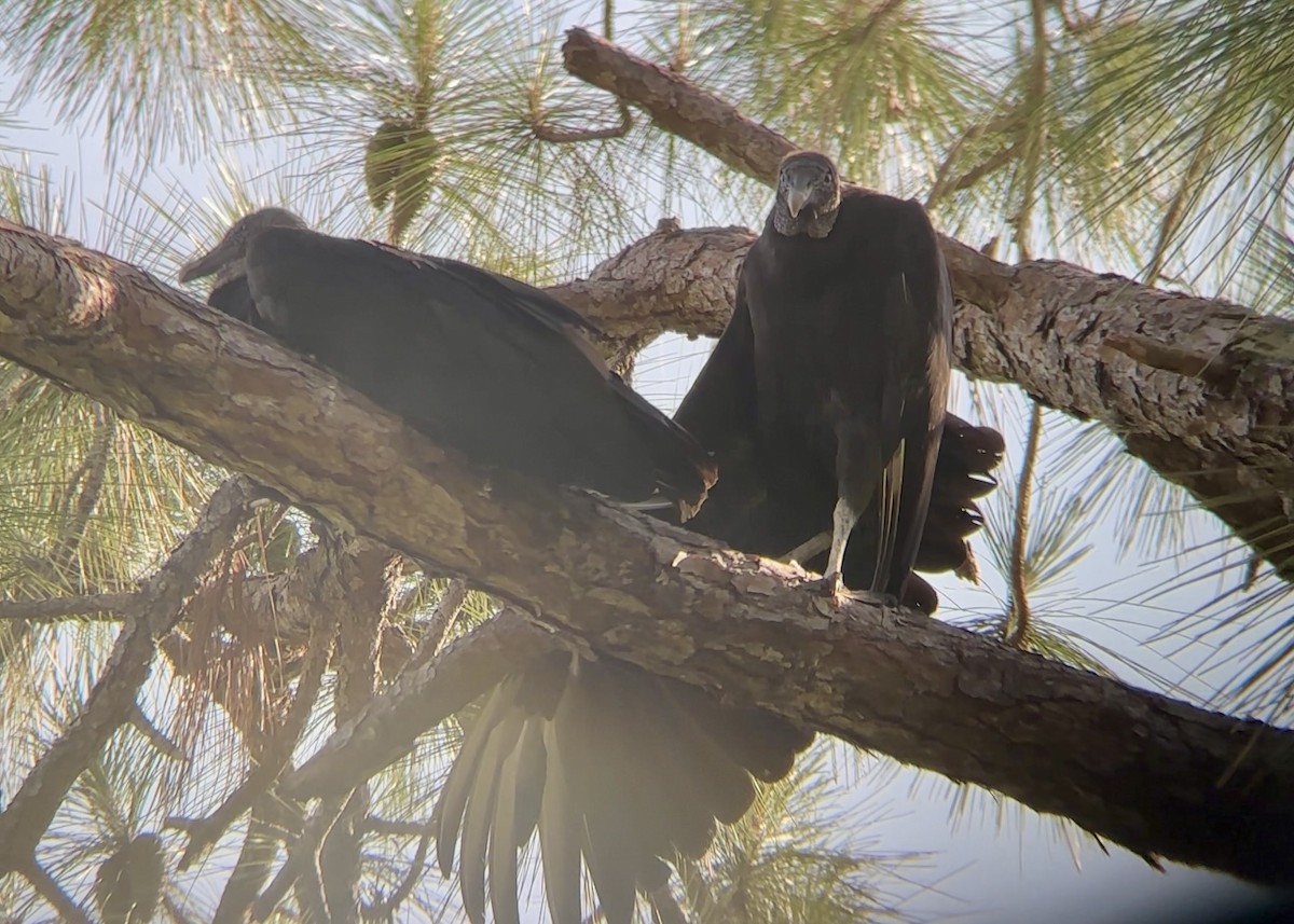 Black Vulture - ML637594412