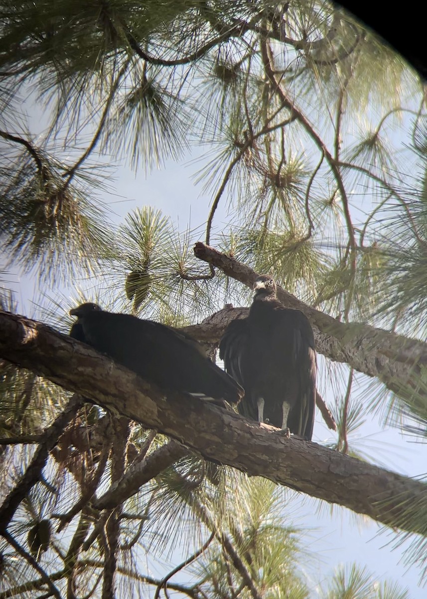 Black Vulture - ML637594414