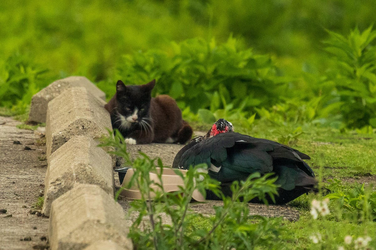 Muscovy Duck (Domestic type) - ML637594418