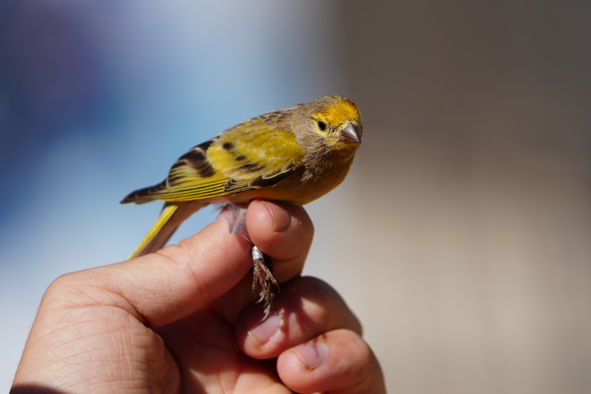 Syrian Serin - ML637594427